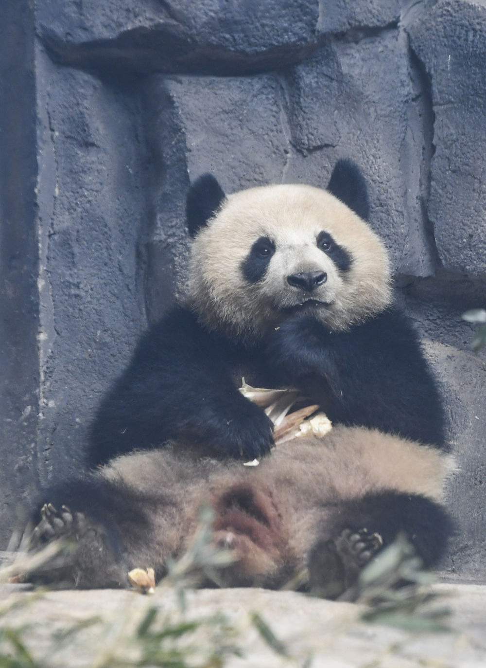四只大熊猫“落户”永川9