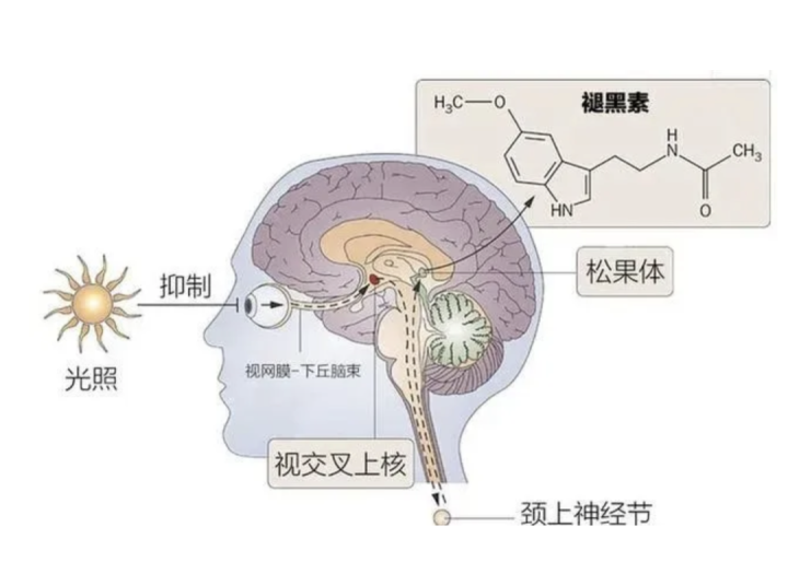 赖床30分钟有助于改善身体疲惫？网友：难怪我总赖床2