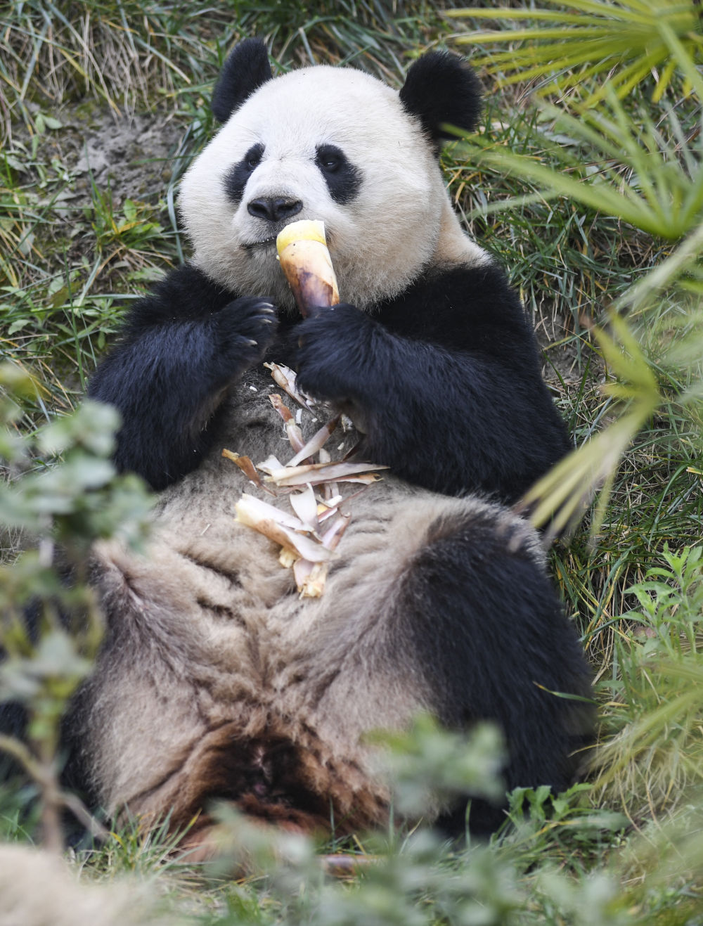 四只大熊猫“落户”永川5