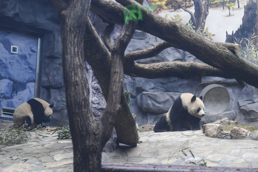 四只大熊猫“落户”永川14
