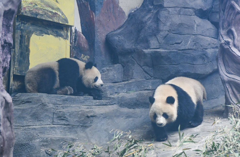 四只大熊猫“落户”永川7