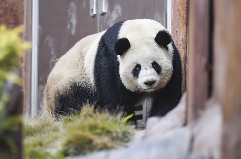 四只大熊猫“落户”永川15