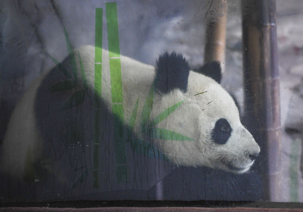 四只大熊猫“落户”永川19