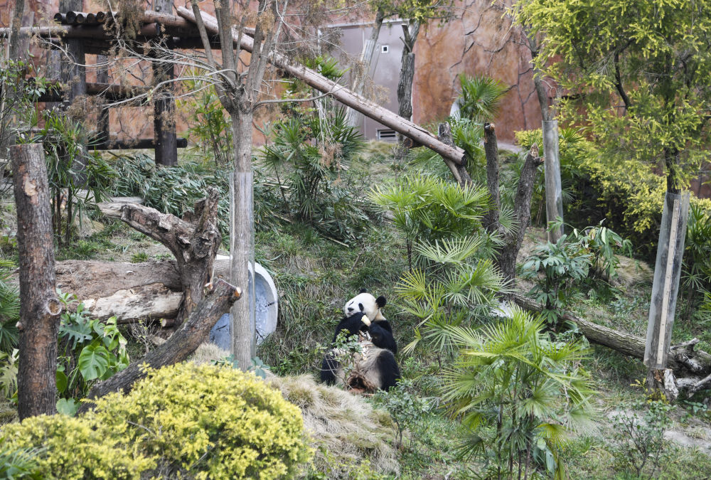 四只大熊猫“落户”永川3