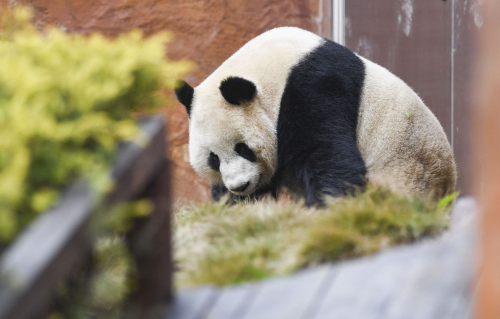 四只大熊猫“落户”永川11