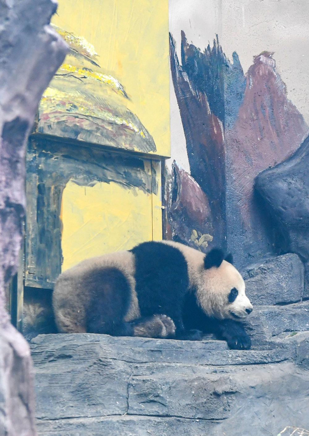 四只大熊猫“落户”永川1