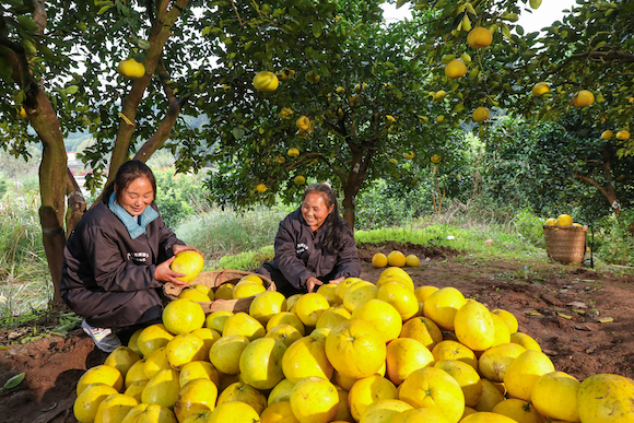 梁平区合兴街道龙滩村，村民们在柚园内采摘柚子。 熊伟 摄