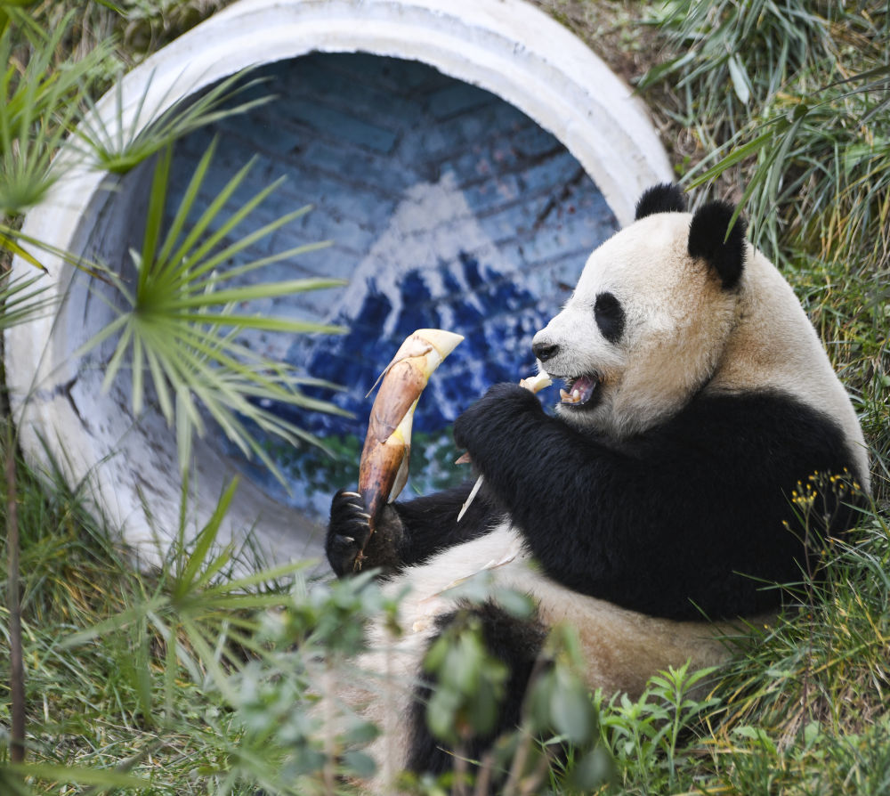 四只大熊猫“落户”永川4
