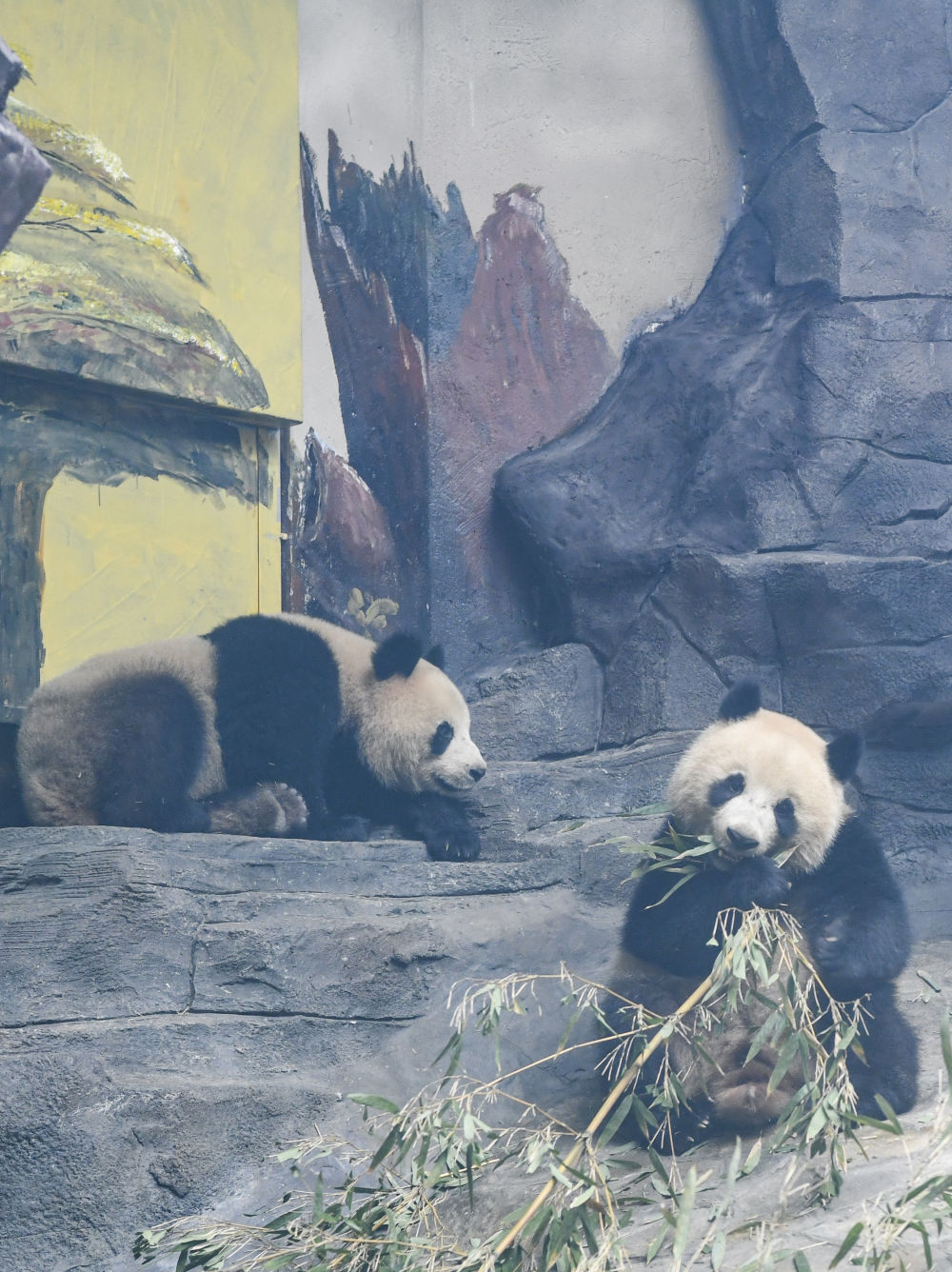 四只大熊猫“落户”永川6