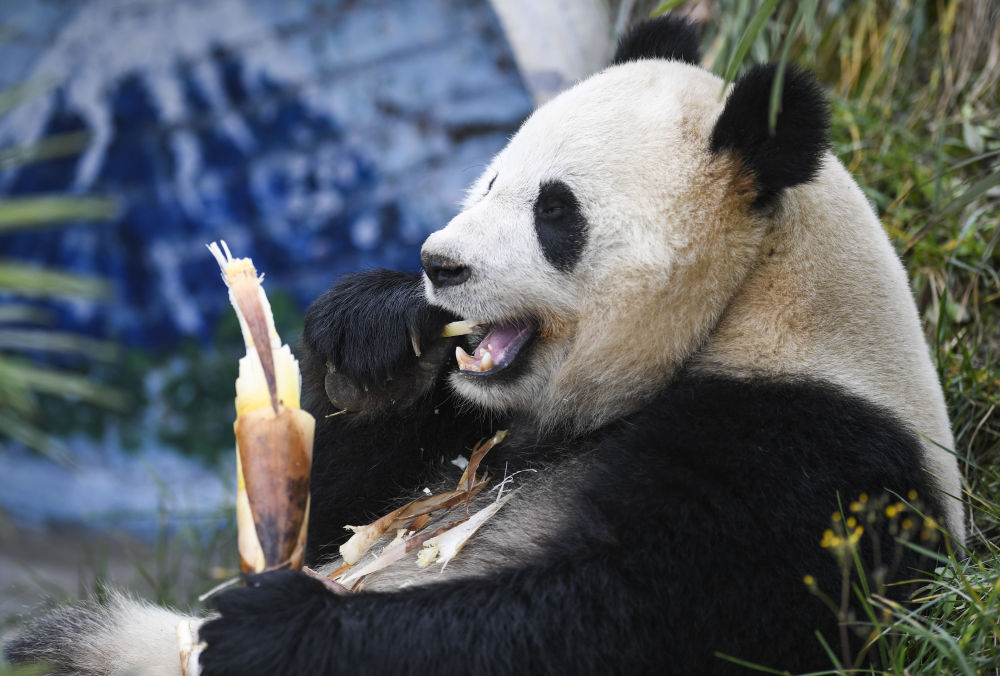 四只大熊猫“落户”永川12