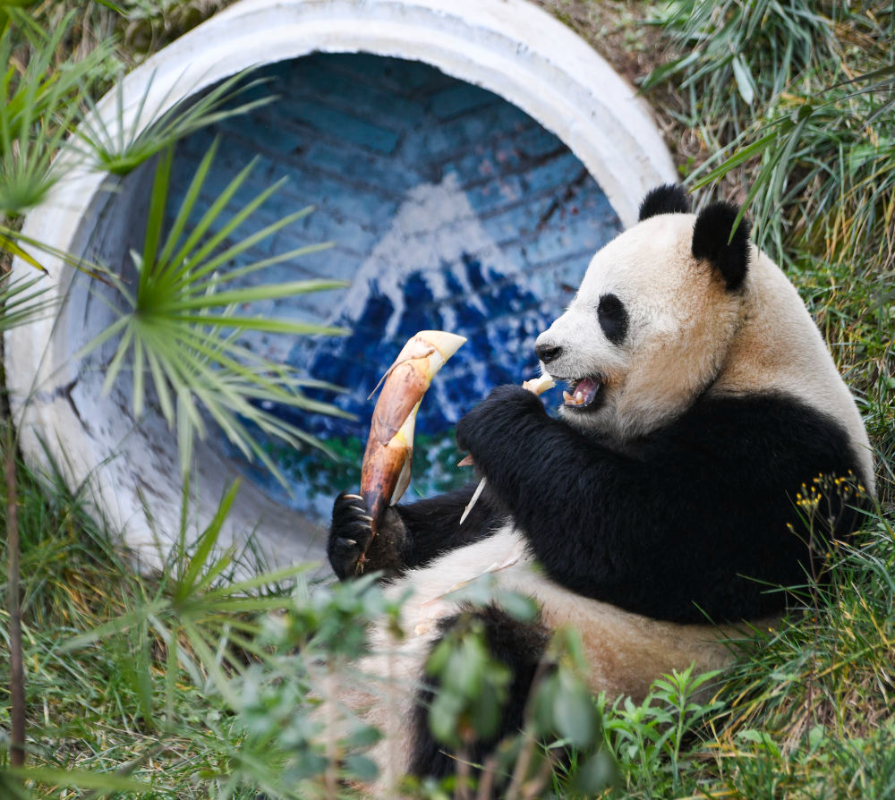 四只大熊猫“落户”永川