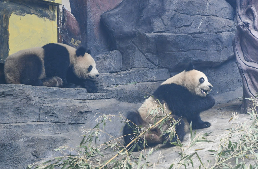 四只大熊猫“落户”永川18
