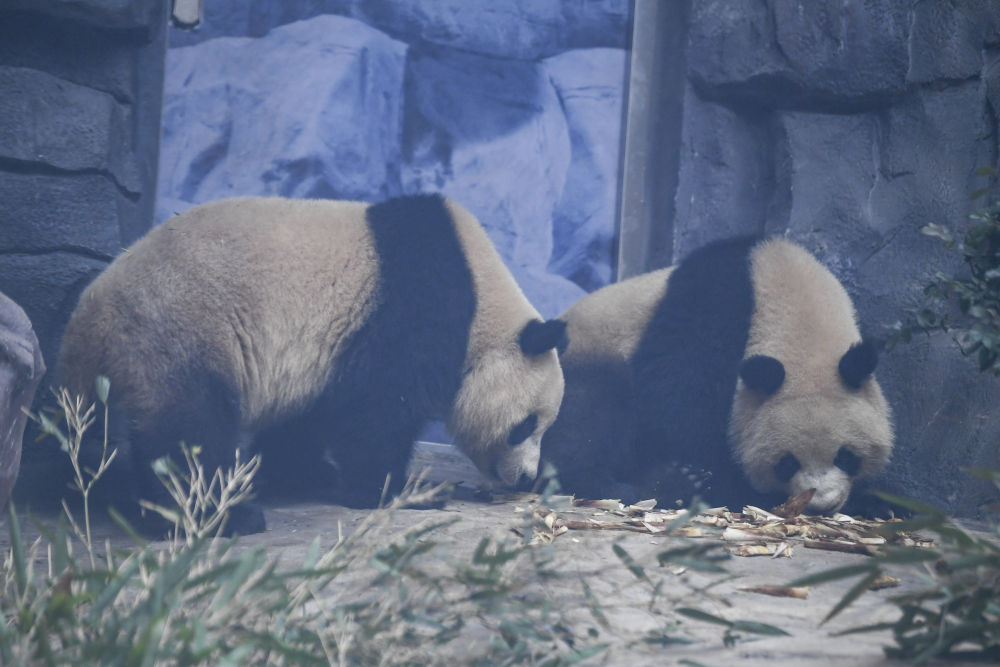 四只大熊猫“落户”永川17