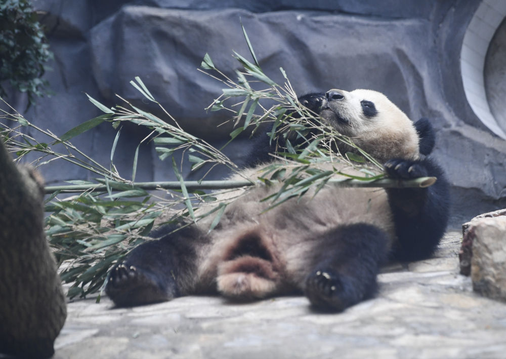 四只大熊猫“落户”永川10