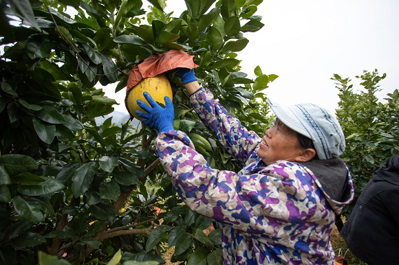 村民正在采摘柚子。通讯员 胡程摄