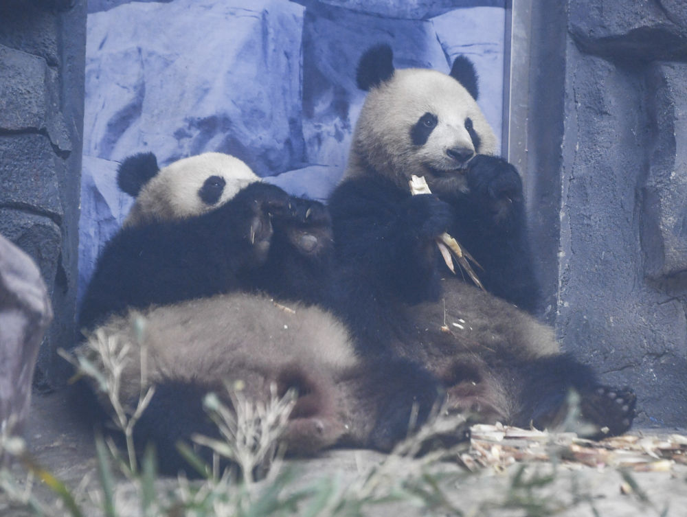 四只大熊猫“落户”永川16