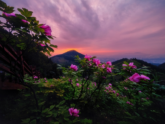 华夏牡丹花海生态旅游区