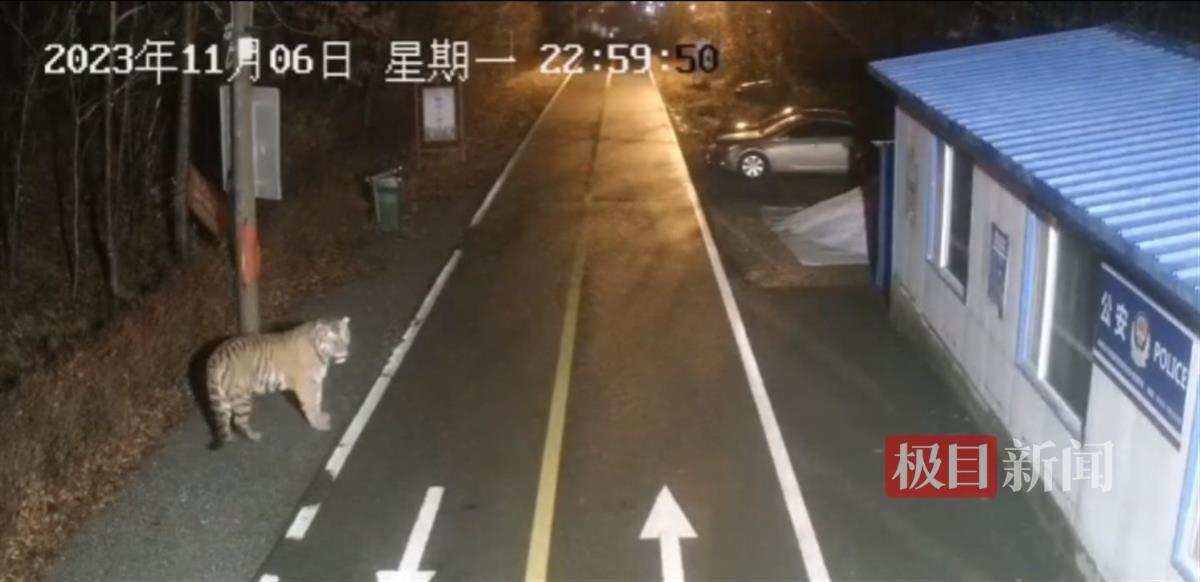 吉林一矿区凌晨惊现东北虎，还咬死了一只狗，官方：暂不确定是否为咬死豹子那一只2