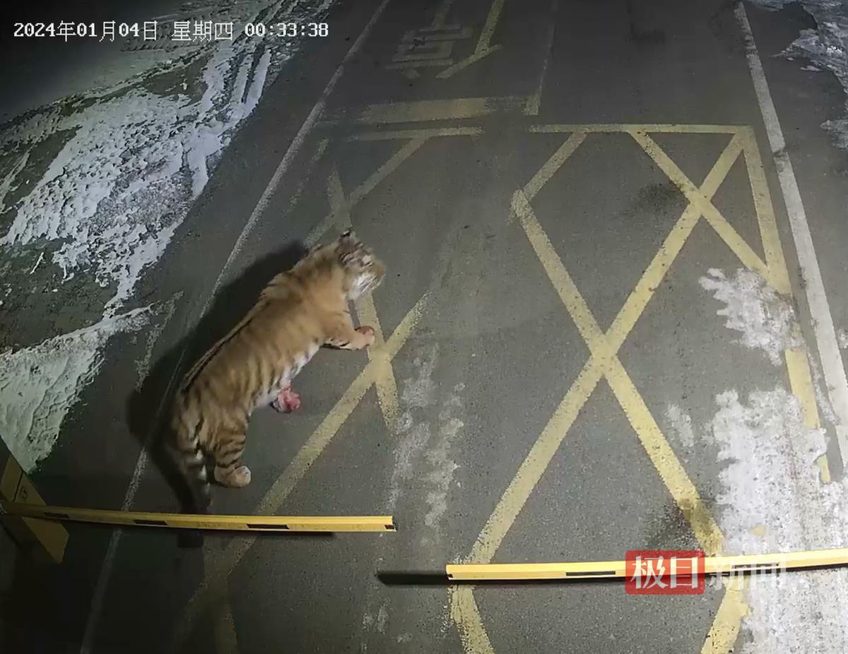 吉林一矿区凌晨惊现东北虎，还咬死了一只狗，官方：暂不确定是否为咬死豹子那一只1