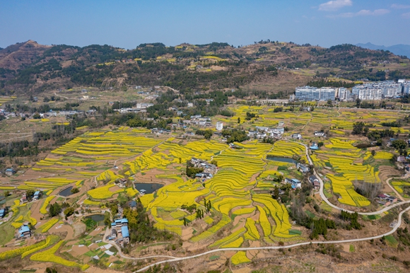 栖霞镇油菜花基地