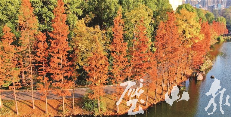 公园里的水杉色彩艳丽美如油画 。记者 杨文广 摄