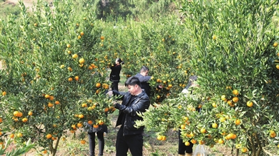 游客正在挑选橘子。 记者 杨丽媛 摄