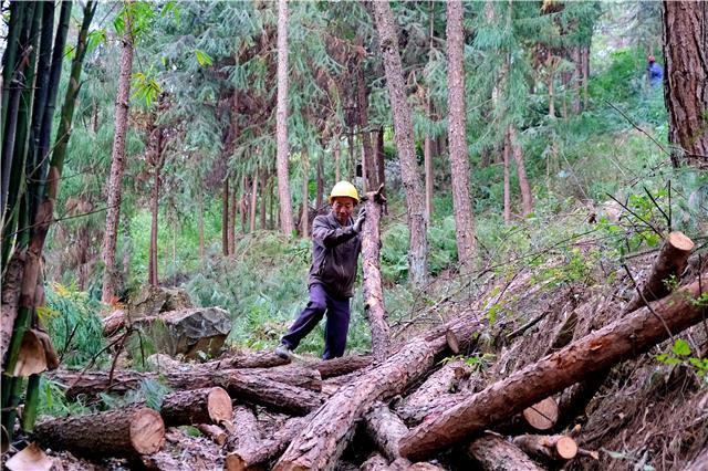 松材线虫病防治与马尾松林改培云龙镇红旗村现场，工人对林区病害松木进行清理。（资料图）