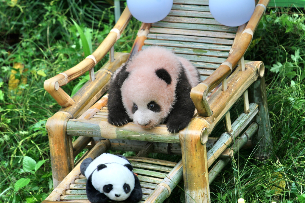 Mang Can Can first met visitors when he was 100 days old. (Photo provided by Chongqing Zoo)