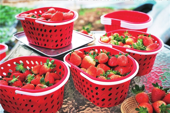 红彤彤的冬草莓成熟了。渝北区融媒体中心供图