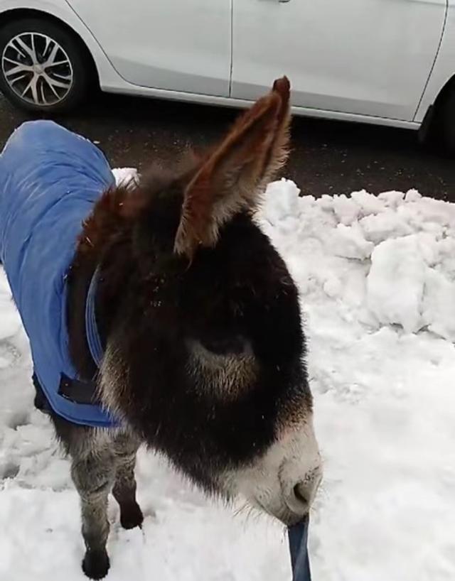 女子把宠物驴带上高速回家过年，当事人回应：到服务站就会下车溜驴，养了就要负责