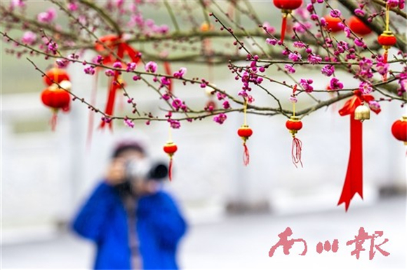 游客在拍摄梅花。记者 甘昊旻 摄