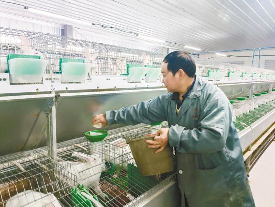工人为兔子喂食。记者 吕华 供图