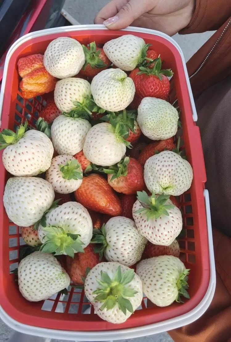 新鲜采摘的草莓。