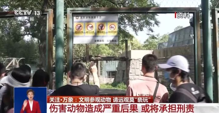 又有游客被终身禁入，为什么不能随意投喂大熊猫？3