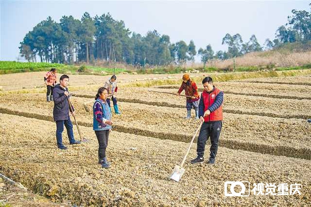科技特派员深入永川区田间地头 传授生姜种植“三级排水”法