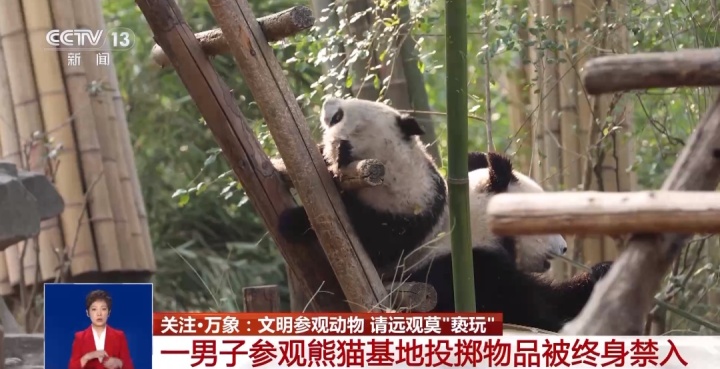 又有游客被终身禁入，为什么不能随意投喂大熊猫？2