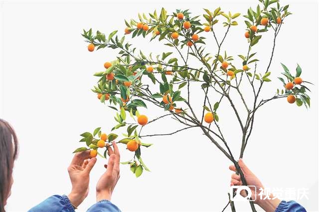 为柑橘寻找“超级砧木中国芯”8