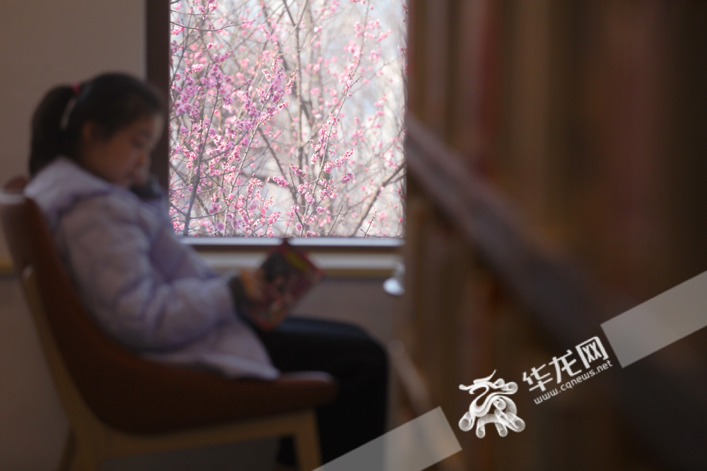 03一位小女孩在江北图书馆红梅盛开的窗边阅读。
