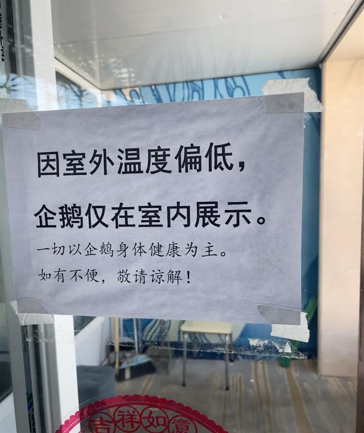 长春一海洋馆企鹅因气温低仅在室内展示，馆方：它们是怕冷品种，冻了会感冒