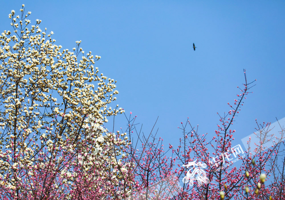 06一只家燕掠过花满枝头的白玉兰和红梅。