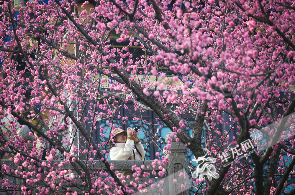 01鸿恩寺公园，一位游客拍摄挂满枝头的红梅。