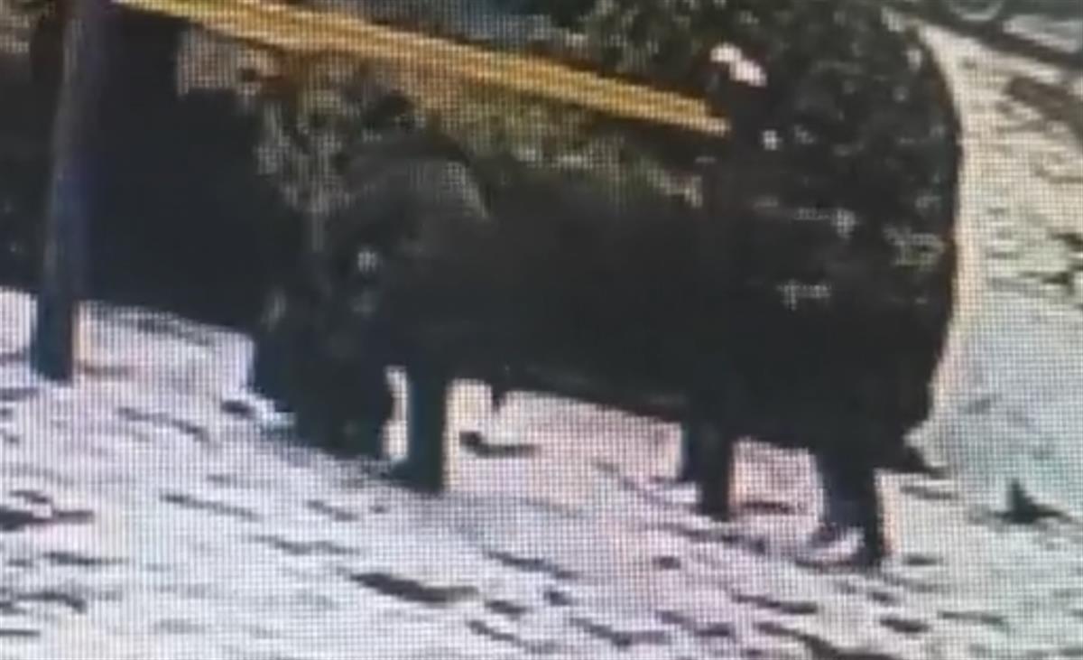 10岁男孩将烟花扔进幼童脖子致烧伤，涉事男孩父亲：并非故意，愿意赔偿1