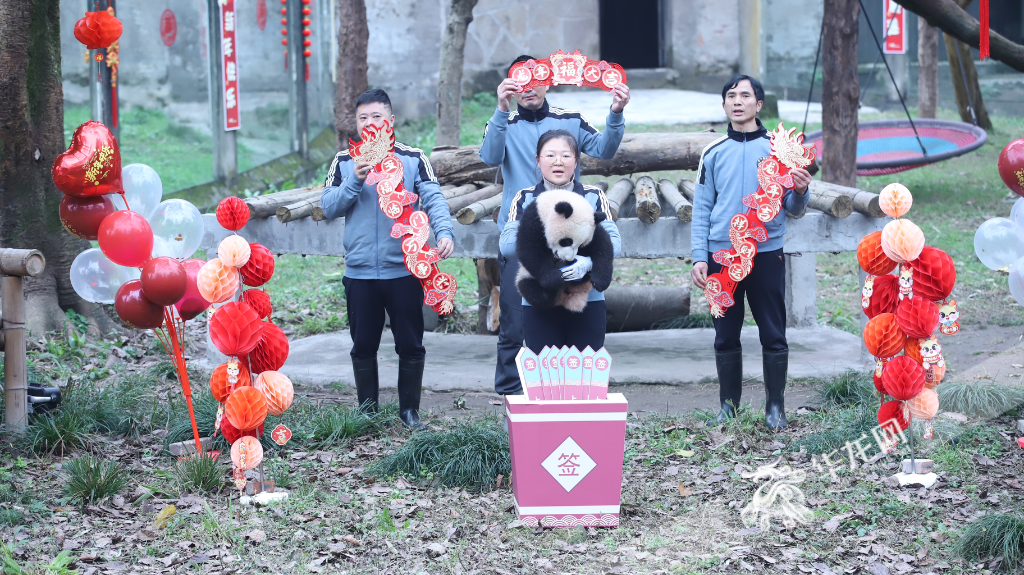 大熊猫“莽灿灿”抽“上上签”。华龙网记者陈洋摄