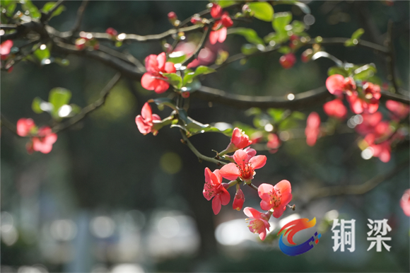 The Chinese flowering crabapples in full bloom (Photographed by Liao Chun and Chen Shifen)