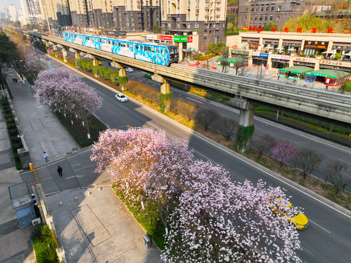 轨道列车在花海中穿行，构成一幅美丽的春天画卷。