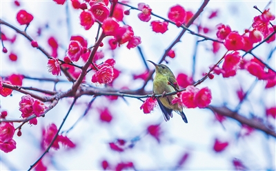 鸟儿在梅花丛中欢快地歌唱。