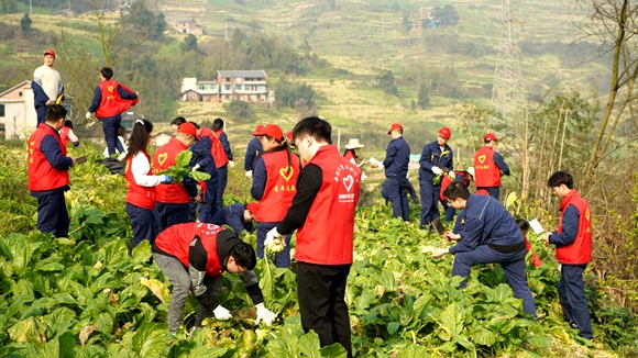 志愿者与村民一起砍菜头、剔叶子……一派繁忙的丰收景象。共青团涪陵区委供图 华龙网发