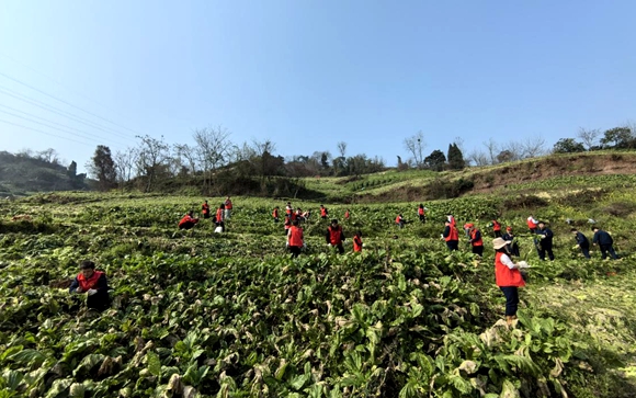 共青团涪陵区委组织志愿者开展助农收砍青菜头志愿服务活动。共青团涪陵区委供图 华龙网发