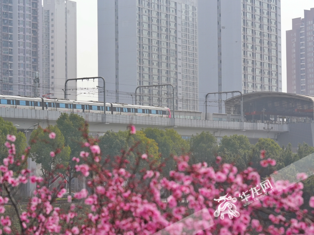 A train of Line 6 crossing the flower sea.