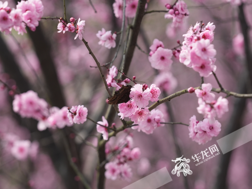 The fragrance of beautiful plum blossoms making butterflies immersed in them.